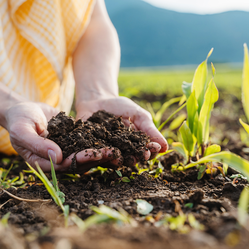 Organicum Fertilizer